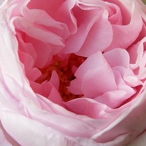 Rosa Deléri - trandafir cu parfum intens - Trandafir copac cu trunchi înalt - cu flori tip trandafiri englezești - roz - Georges Delbard - coroană curgătoare - ,-